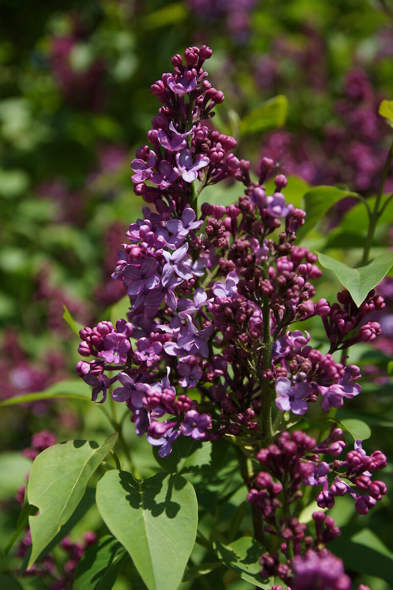 Syringa vulgaris Clarance D v Zandt