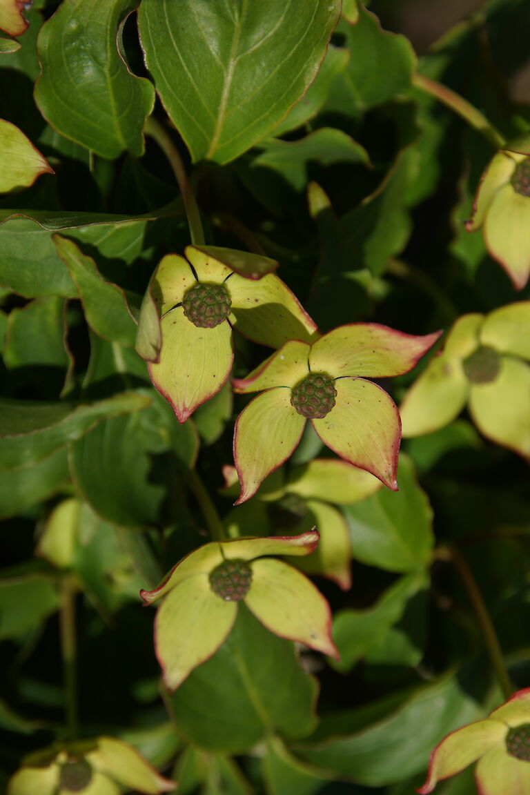 Cornus kousa var. chinensis 'Wieting's Select'