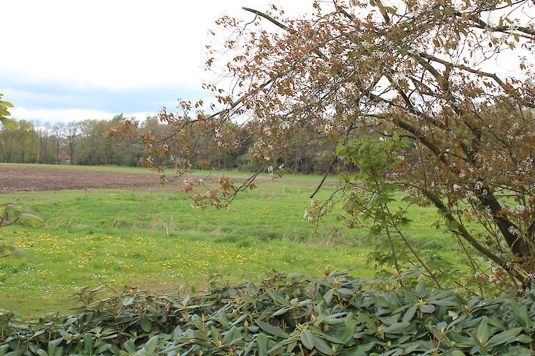 Amelanchier lamarckii