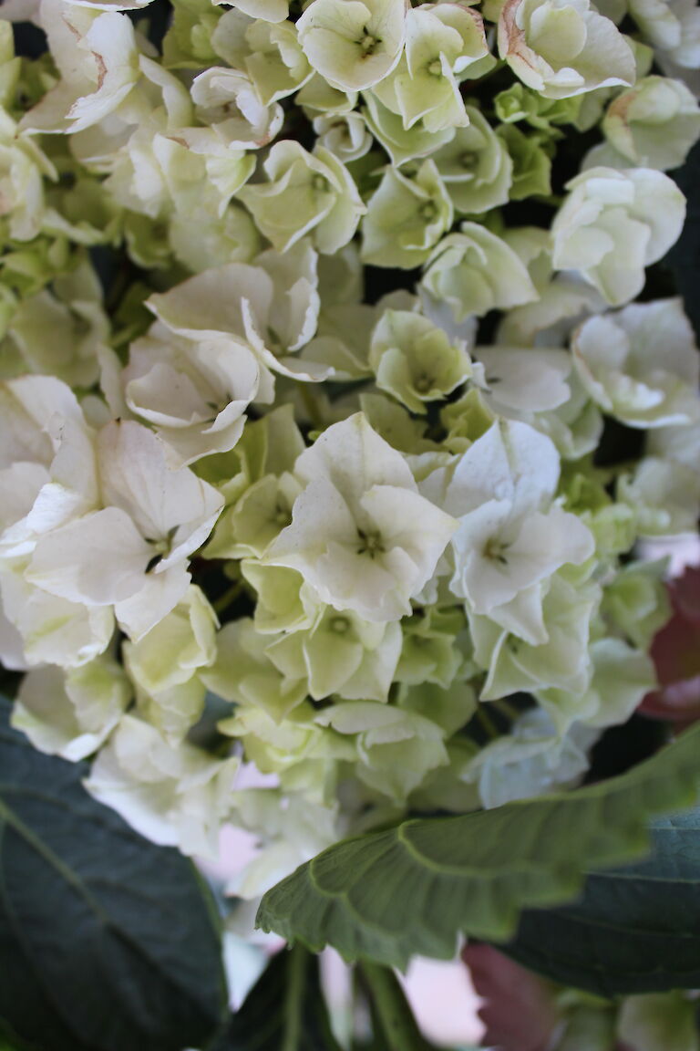 Hydrangea macrophylla weiß aus Trio