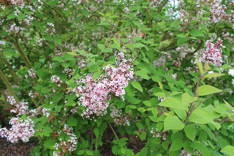 Syringa microphylla 'Suberba'