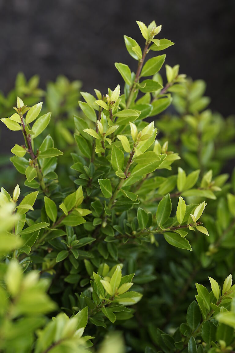 Ilex crenata Twiggy