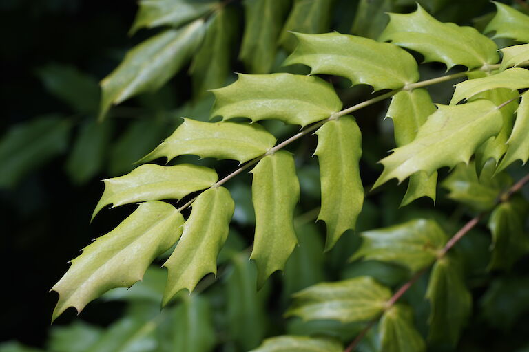 Mahonia