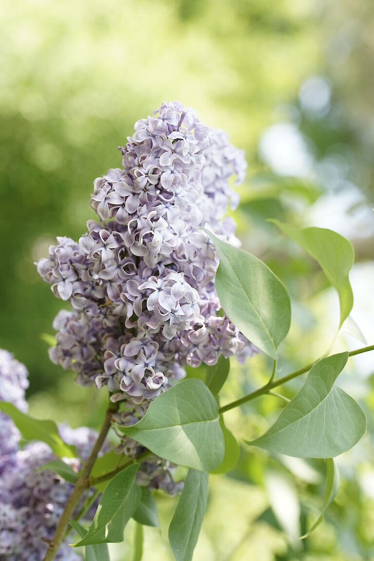 Syringa vulgaris Amor