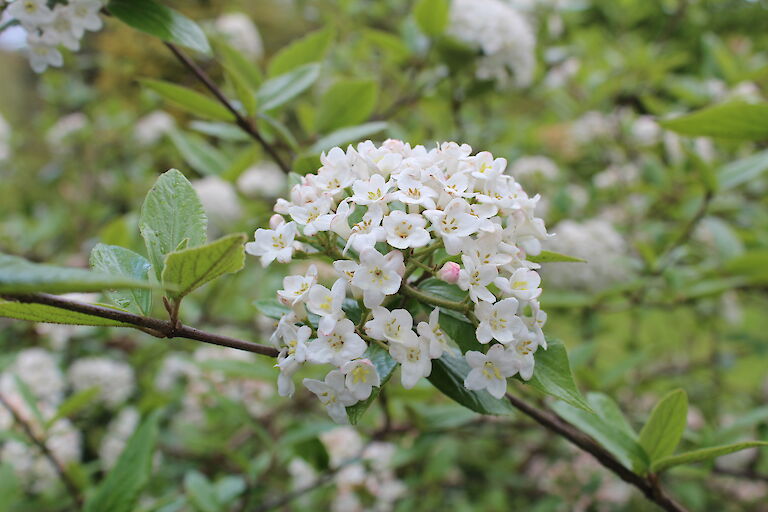 Viburnum Eskimo