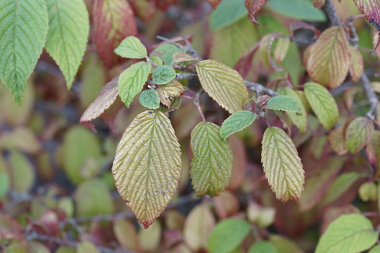 Viburnum plicatum Mariesii