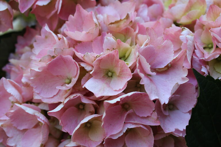 Hydrangea macrophylla rosa aus Trio