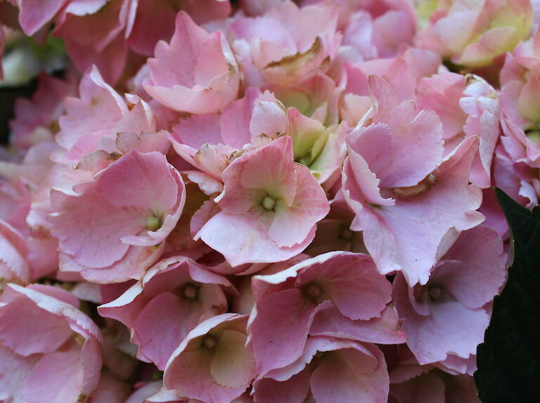 Hydrangea macrophylla rosa aus Trio