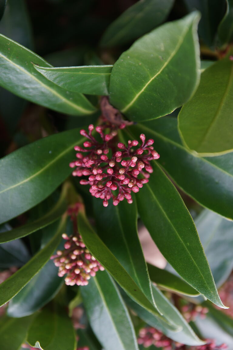 Skimmia japonica