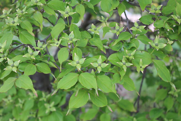 Cornus kousa var. chinensis