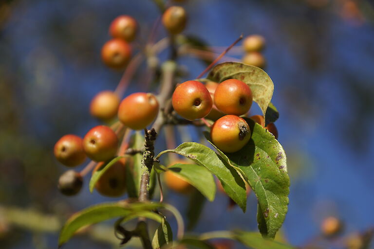 Malus toringo