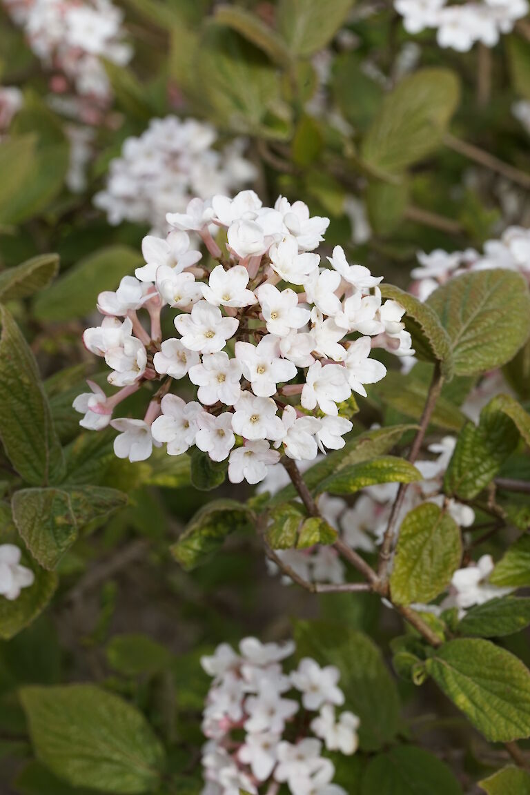 Viburnum carlesii