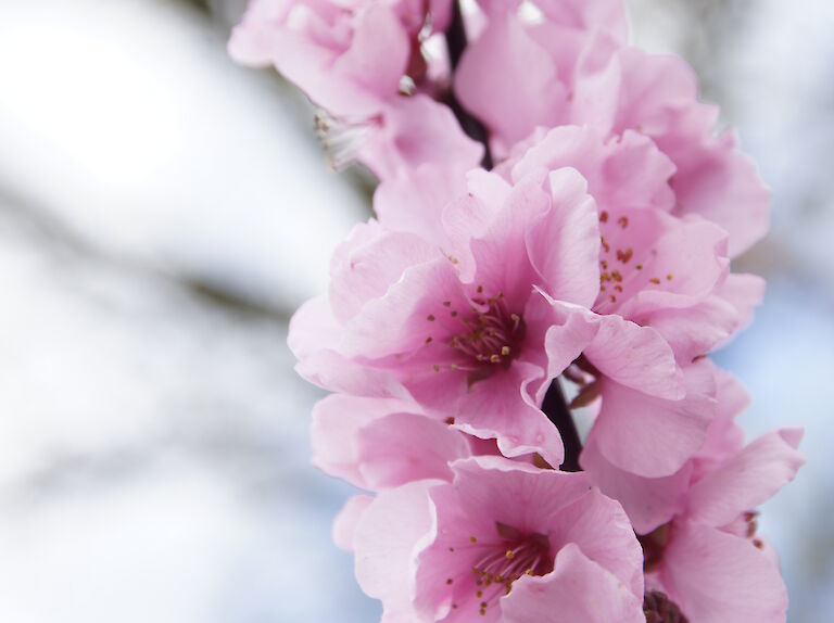 Prunus amygdalus 'Spring Glory'