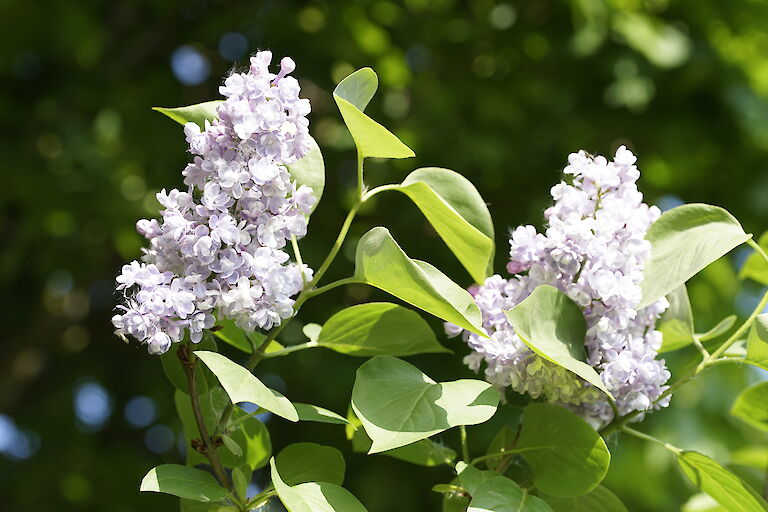 Syringa vulgaris Katharina Havemeyer