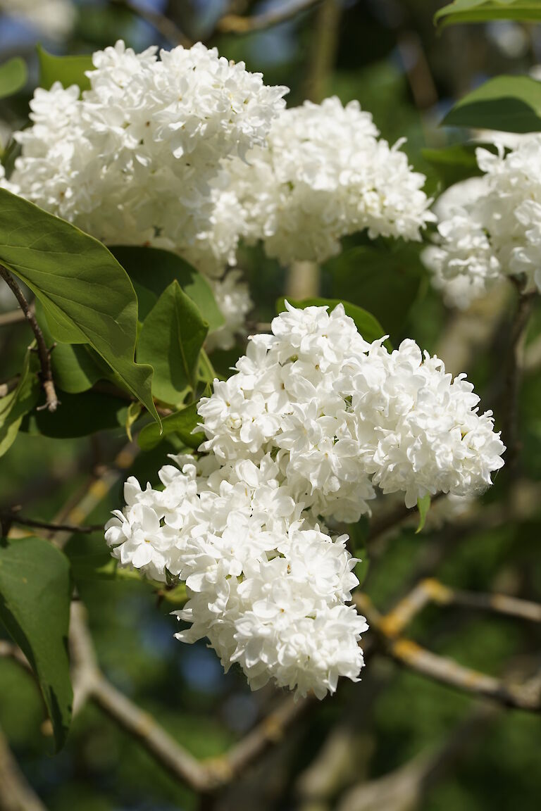 Syringa vulgaris Primrose