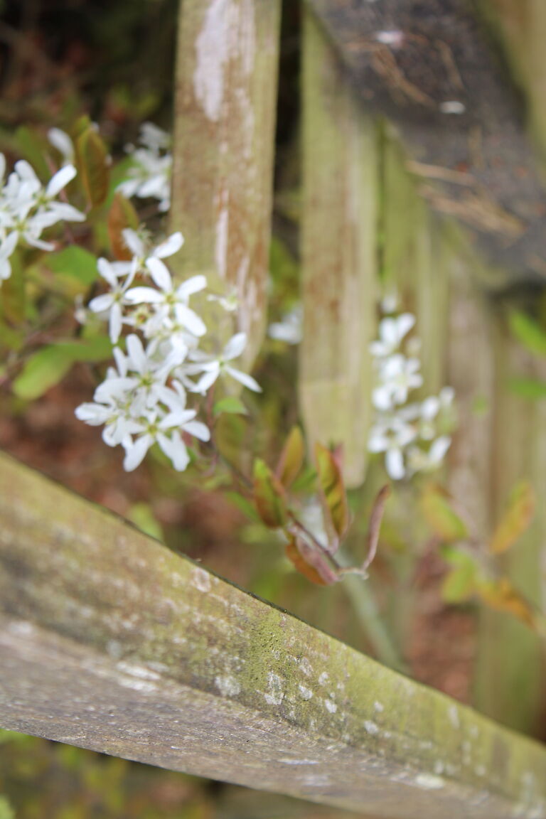 Amelanchier lamarckii