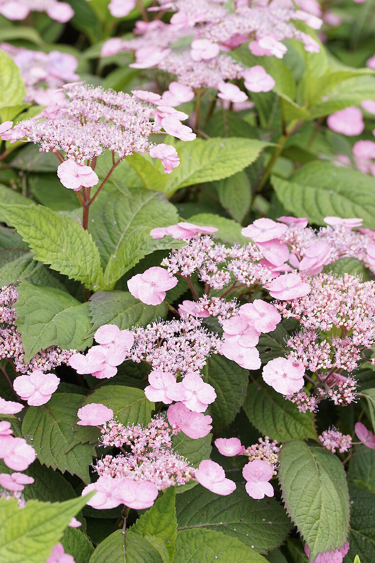 Hydrangea serrata Preziosa