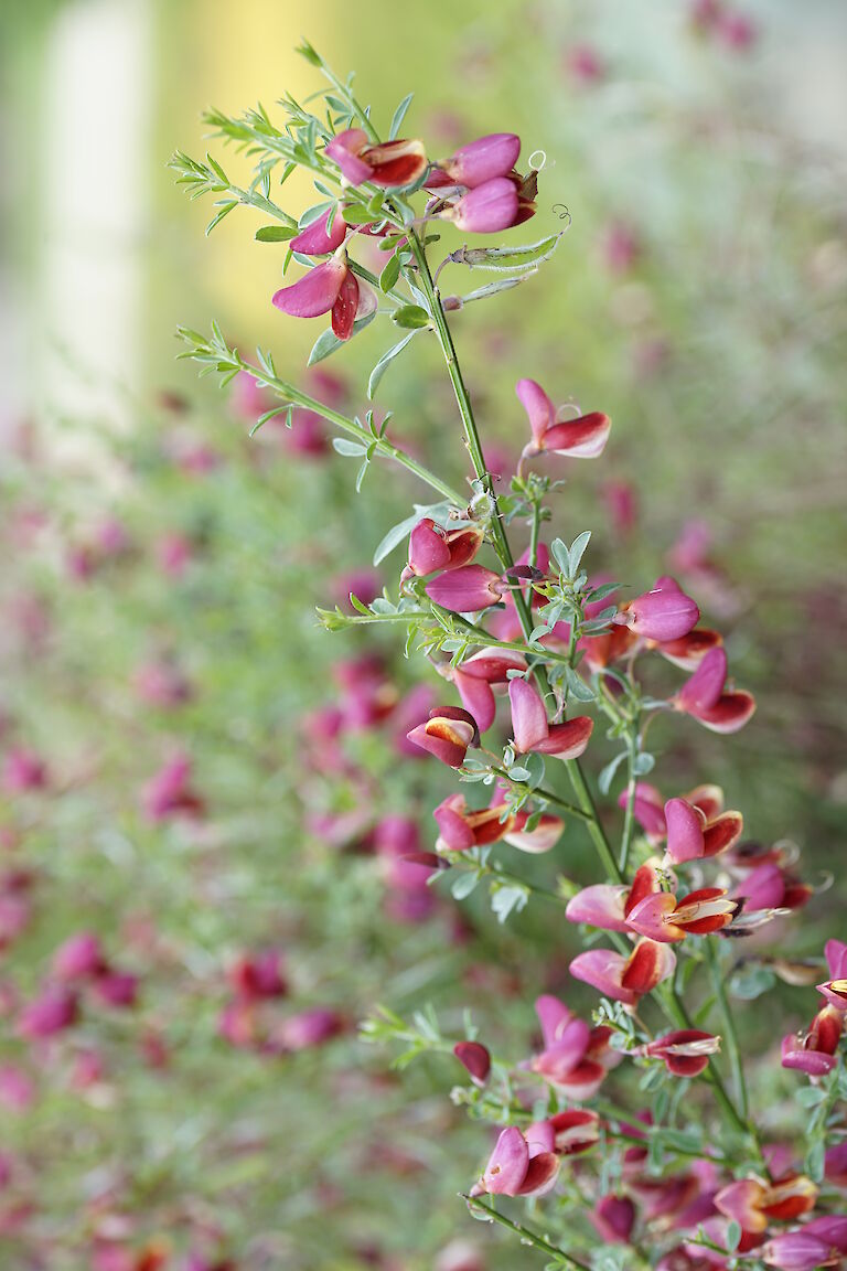 Cytisus scoparius Burkwoodii