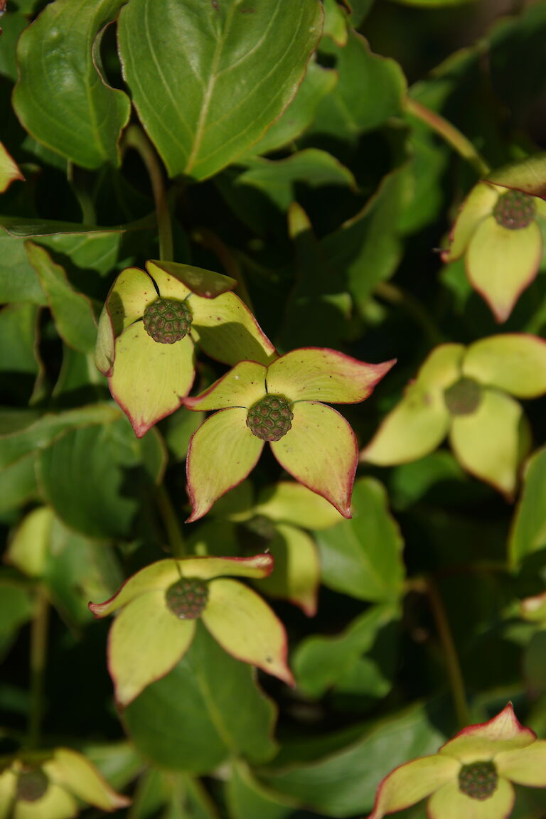 Cornus kousa var. chinensis 'Wieting's Select'