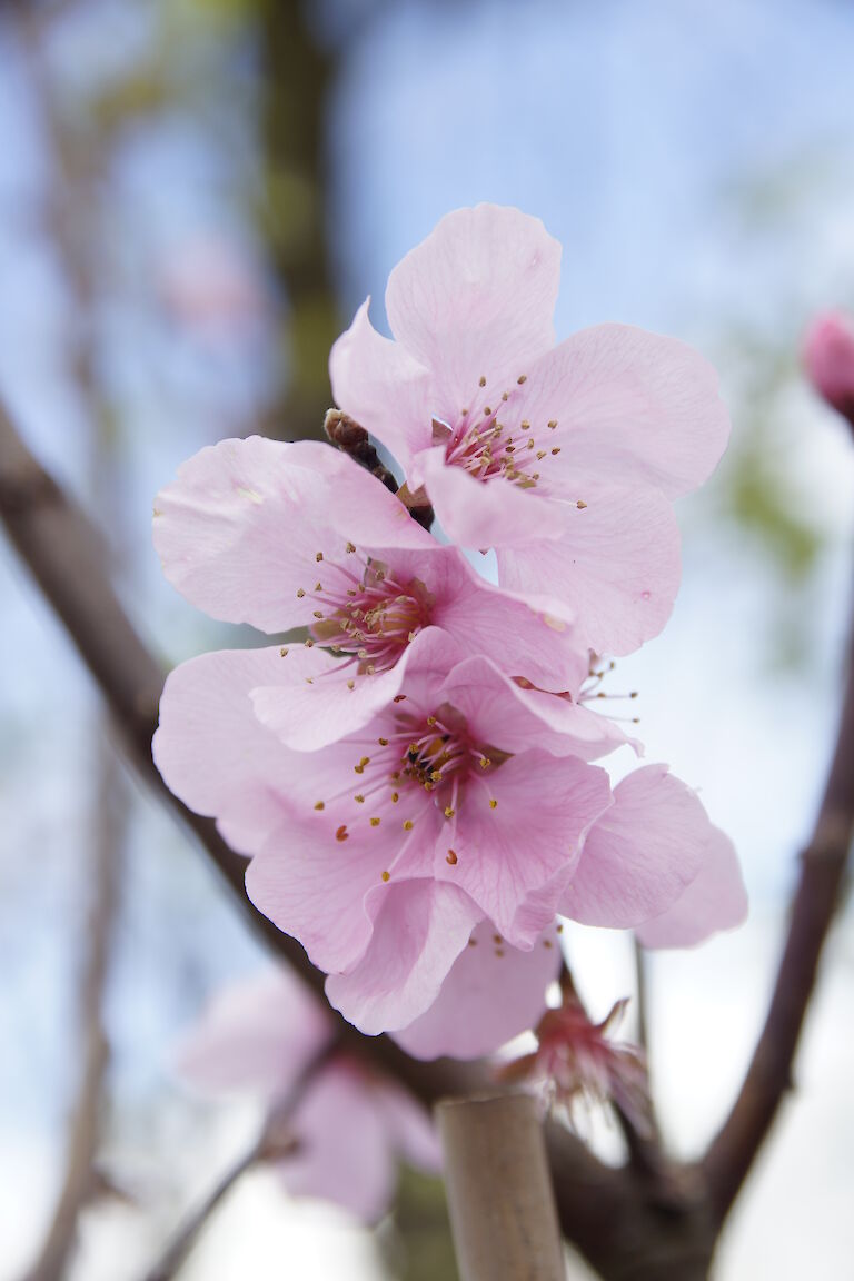 Prunus amygdalus 'Spring Glory'