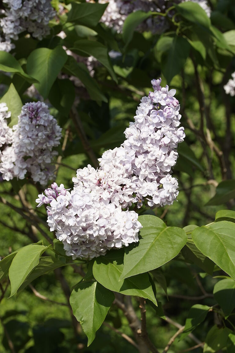 Syringa vulgaris Grand Duc Constantin