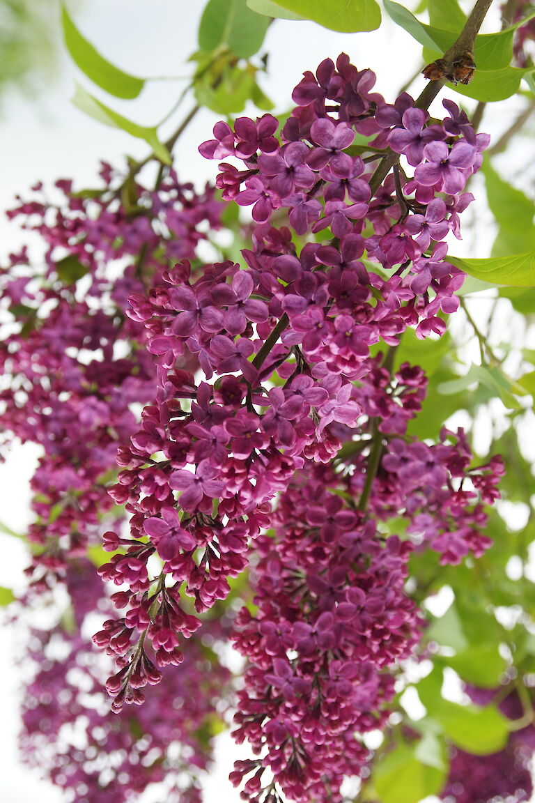  Syringa vulgaris Ludwig Spaeth