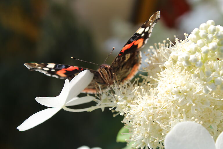 Hydrangea paniculata 'Butterfly' Insekt