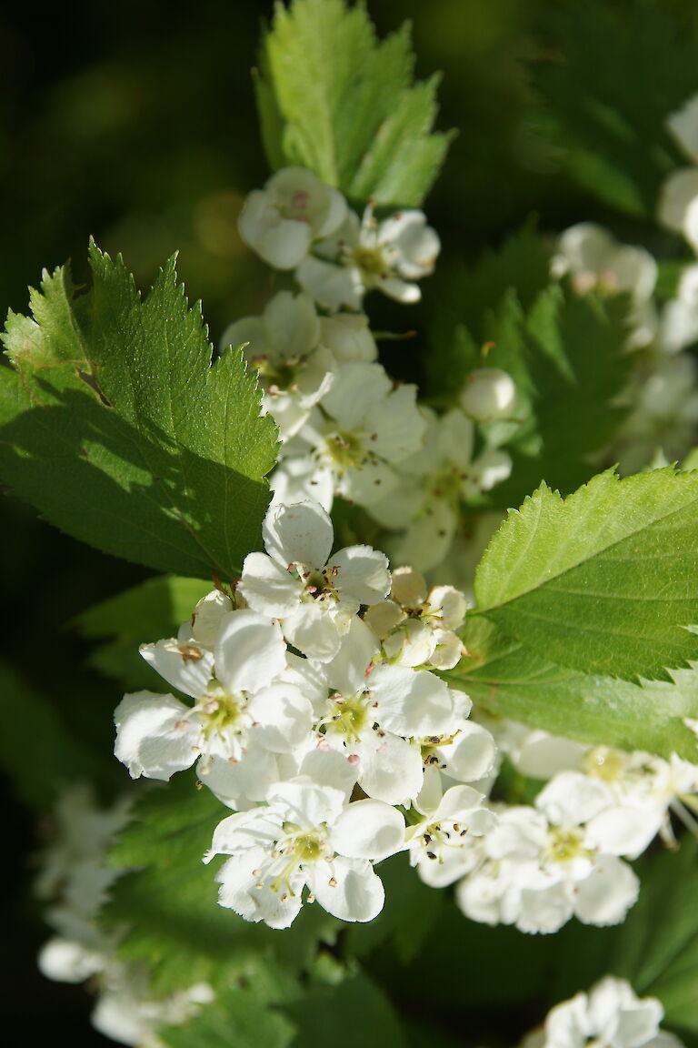 Crataegus prunifolia