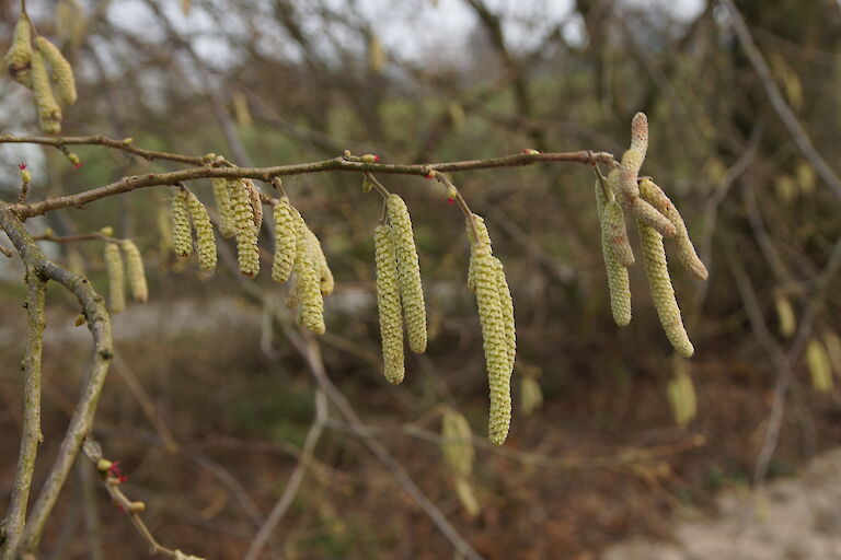 Corylus avelana