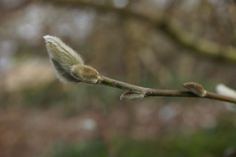 Magnolia loebneri 'Donna'