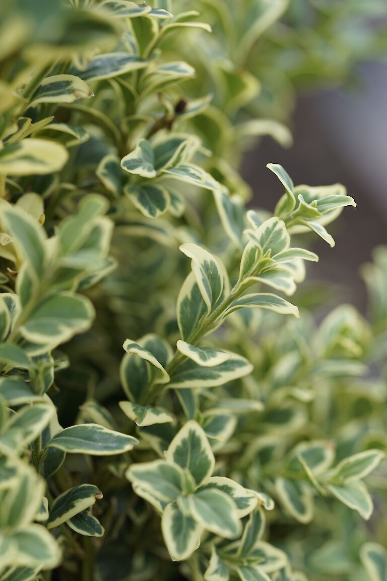 Buxus sempervirens Elegantissima