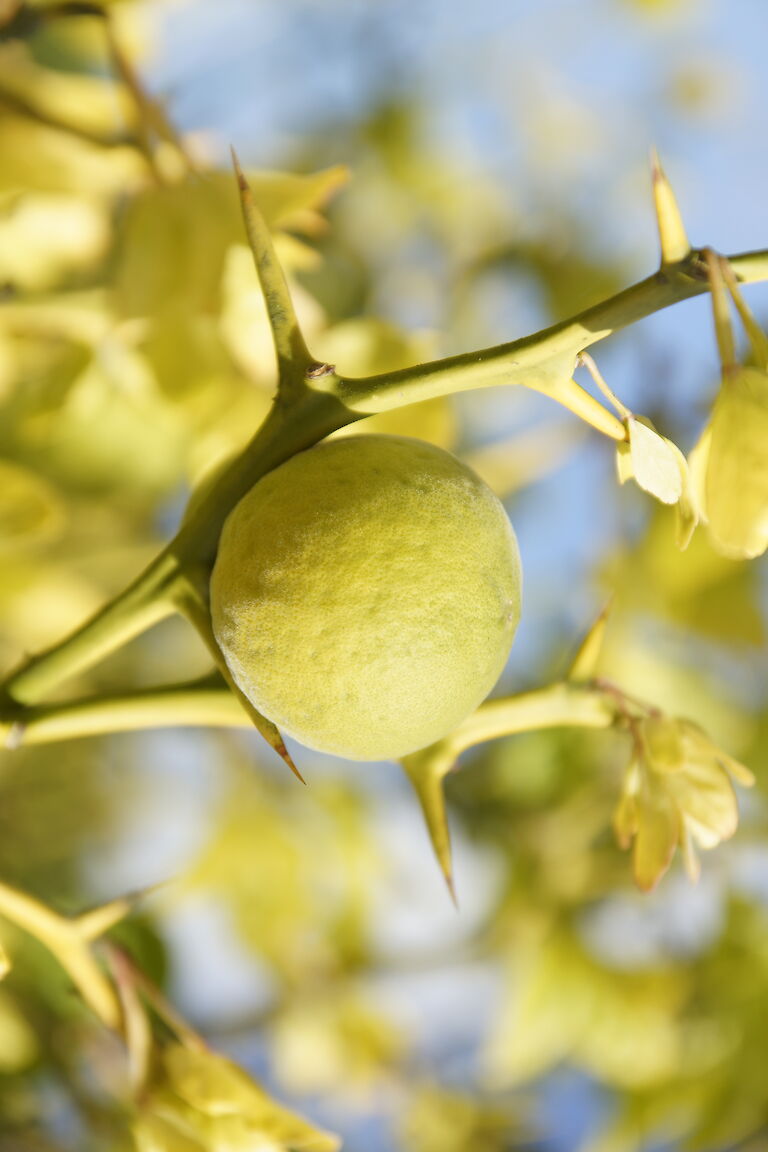 Poncirus trifoliata