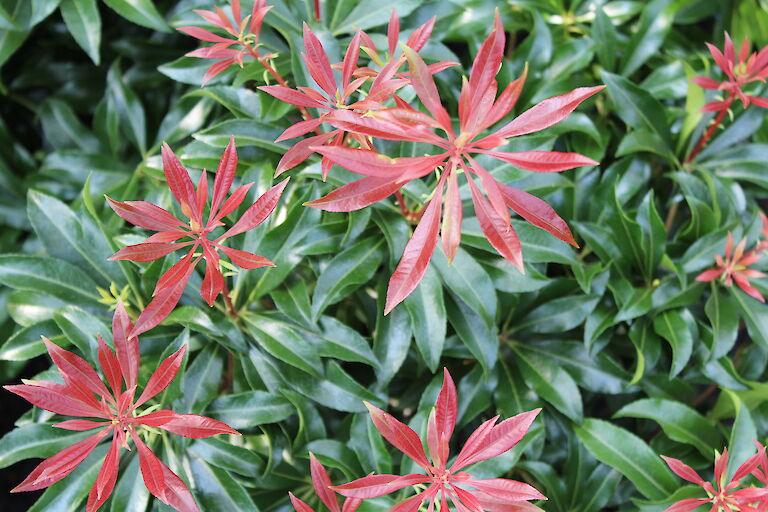 Pieris japonica