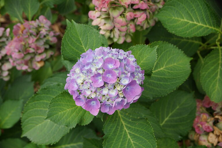 Hydrangea macrophylla 'Forever Blue'