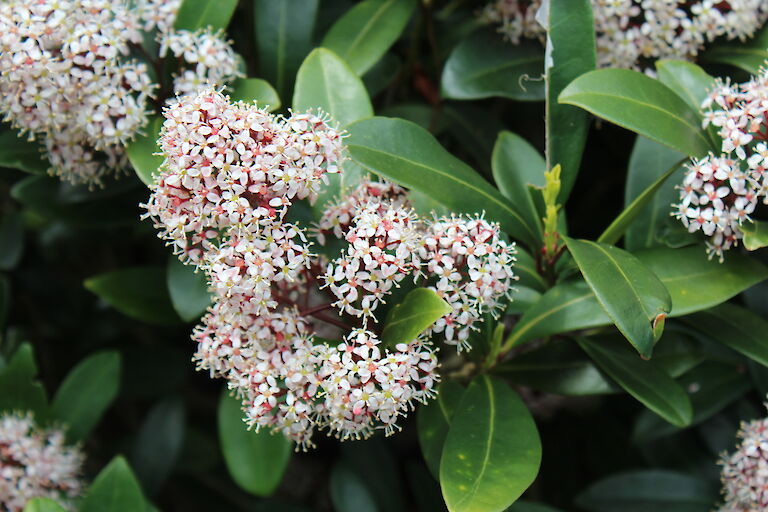 Skimmia