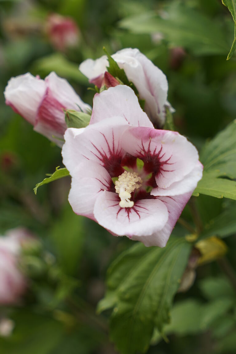 Hibiscus syriacus Hamabo