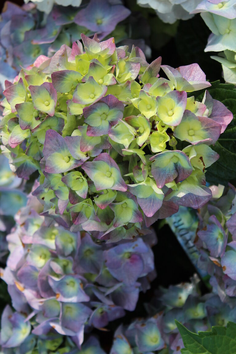 Hydrangea Magical Four Seasons