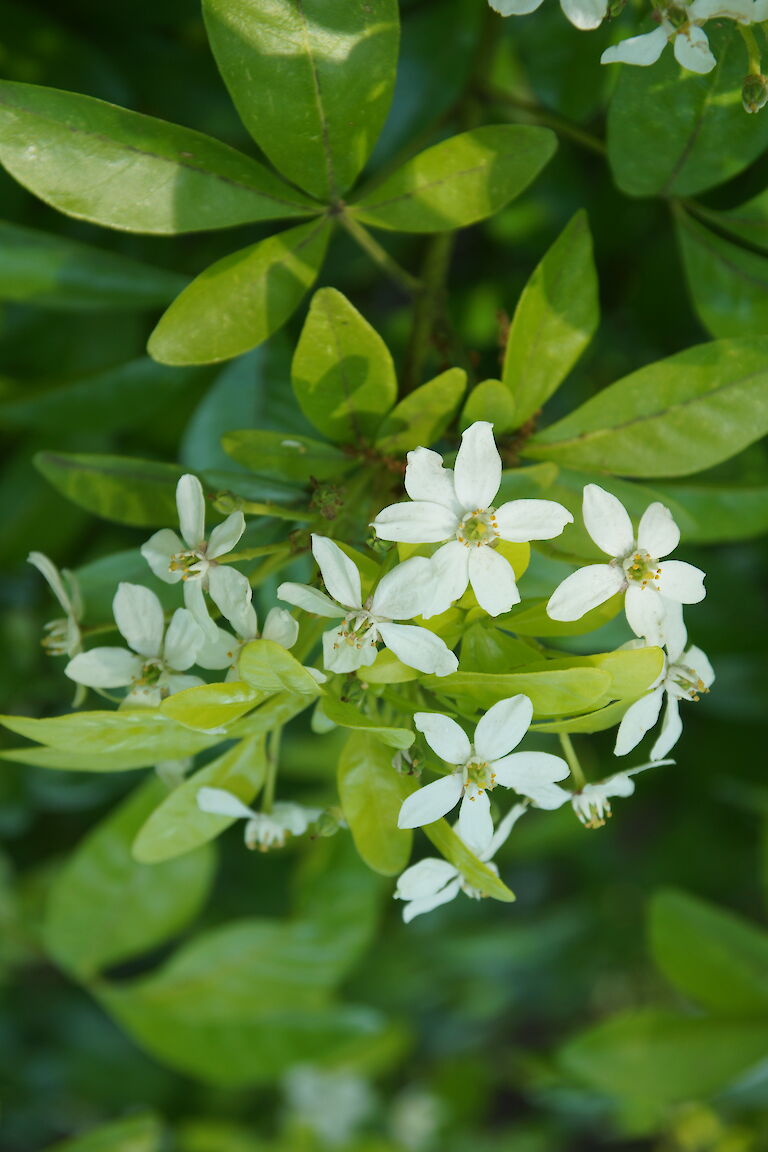 Choisya ternata 'Sundance'