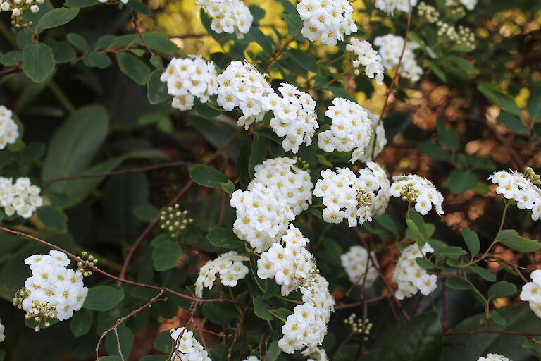 Spiraea vanhouttei