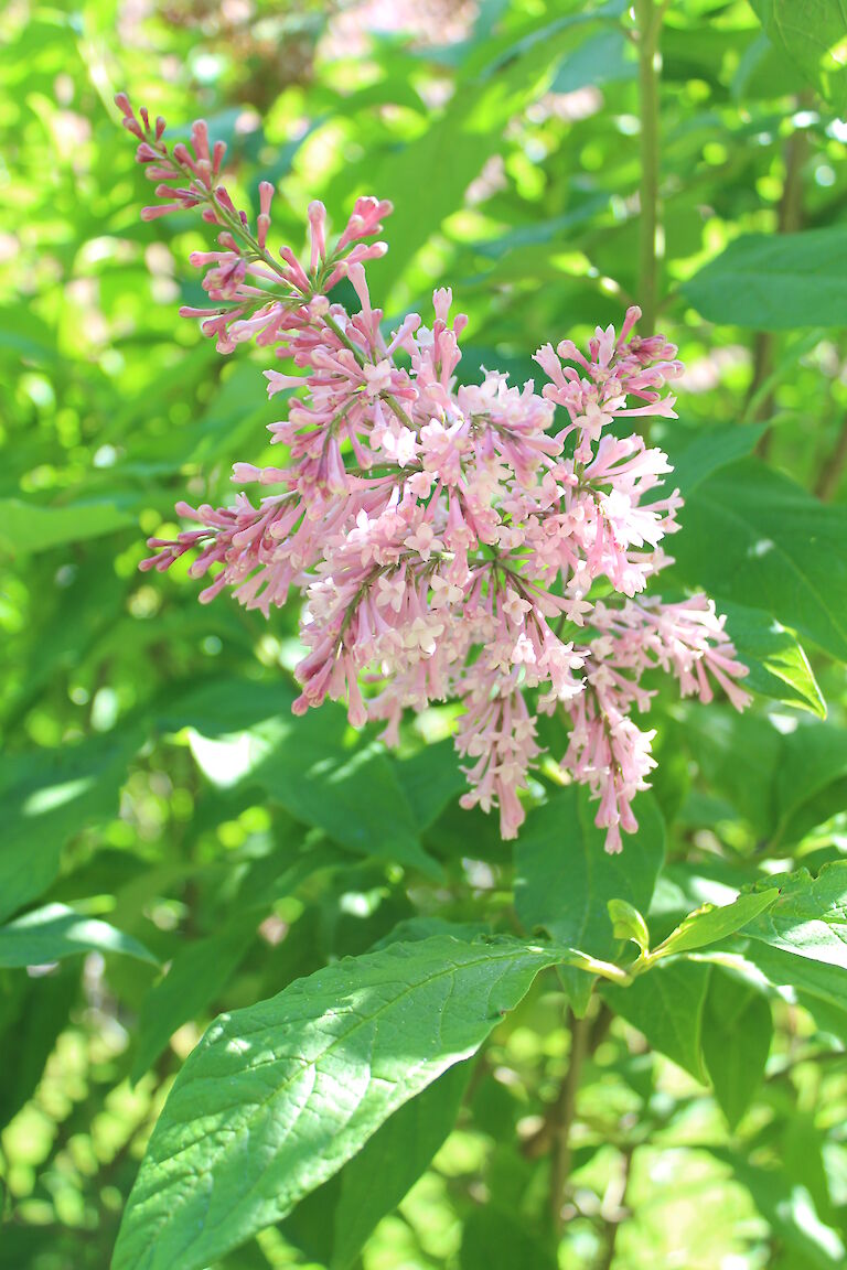 Syringa meyeri 'Palibin'