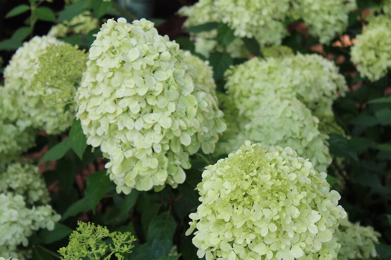 Hydrangea paniculata