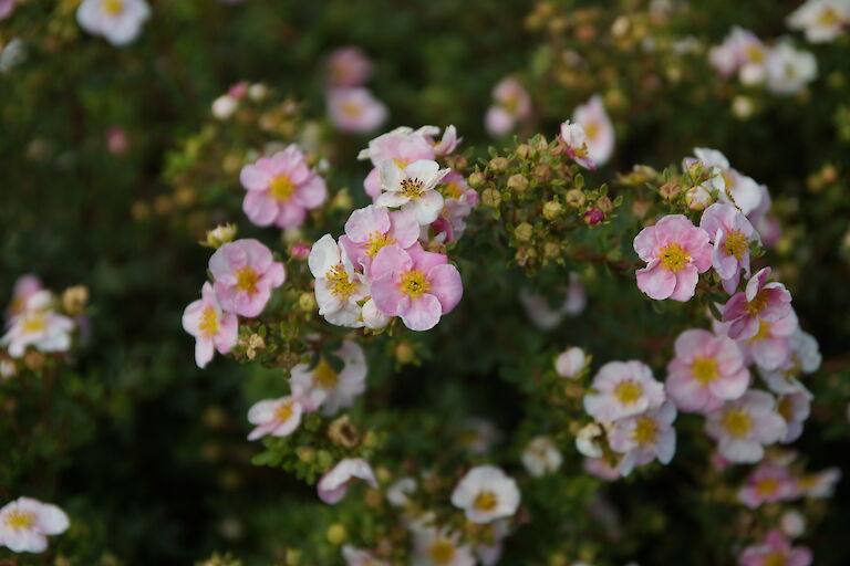 Potentilla 'Princess'