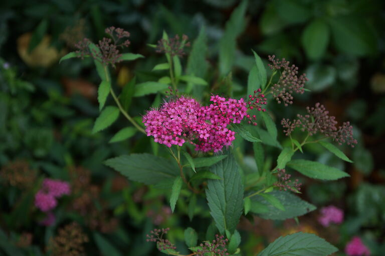 Spiraea japonica