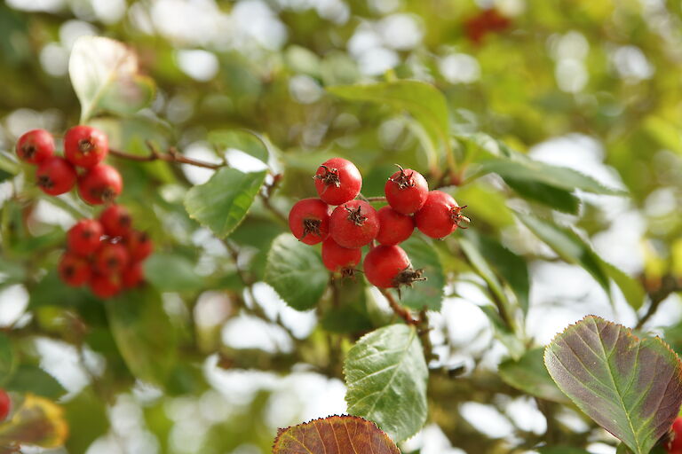 Sorbus aria