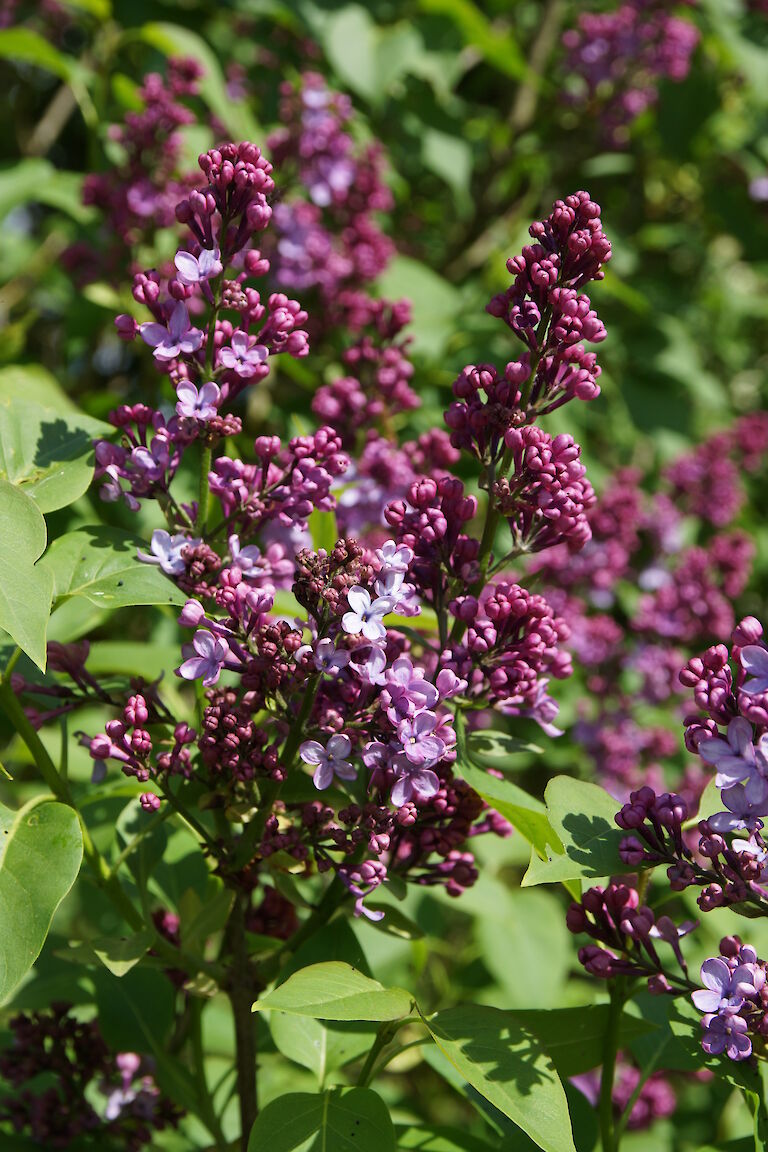 Syringa vulgaris Clarance D v Zandt