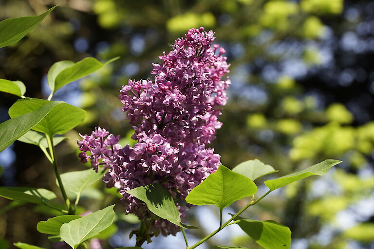 Syringa lila