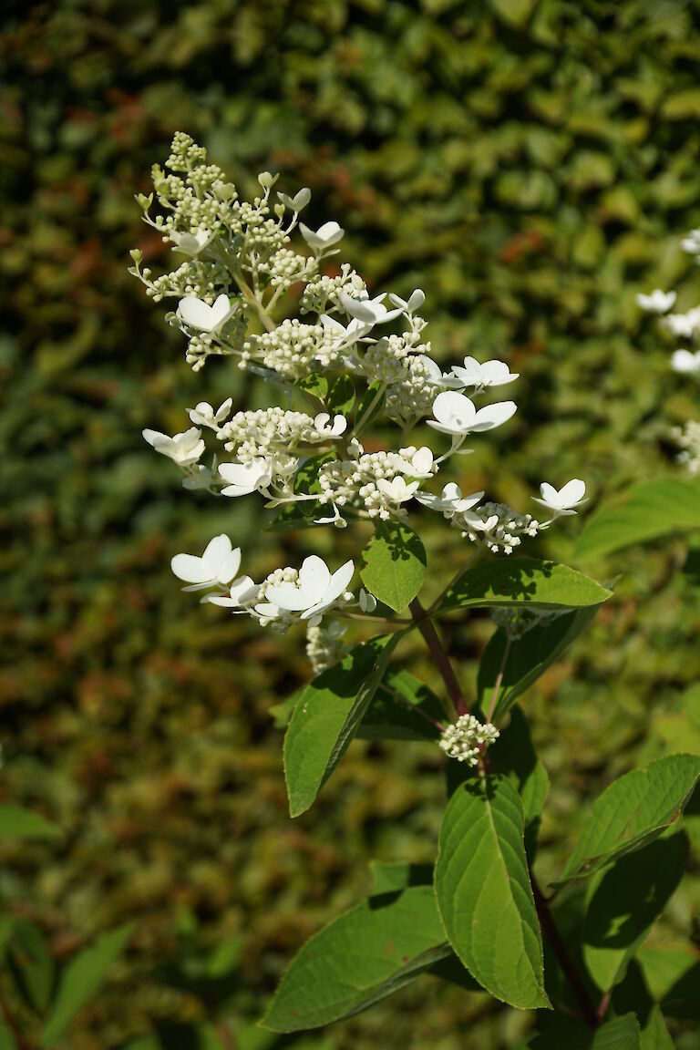 Hydrangea paniculata 'Pink Diamond