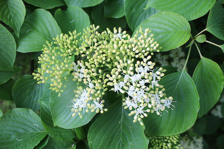 Cornus controversa