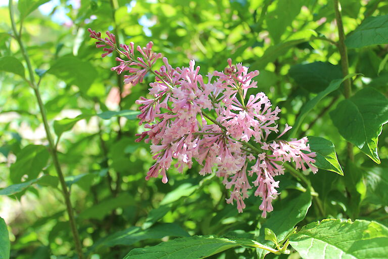 Syringa meyeri 'Palibin'