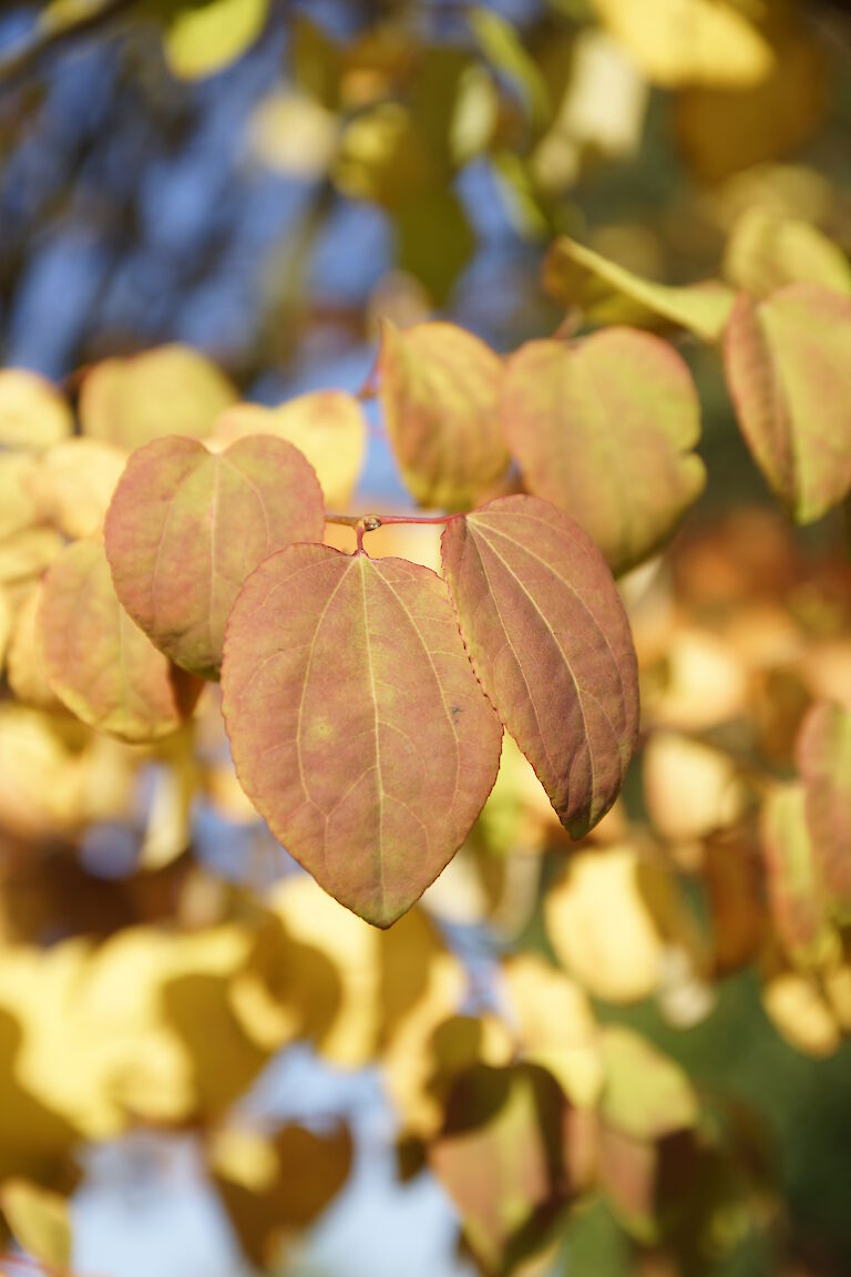 Cercidiphyllum japonicum